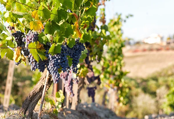 Vignoble toscan avec raisins rouges . — Photo