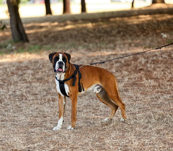 Σκυλί μπόξερ στο πάρκο — Φωτογραφία Αρχείου