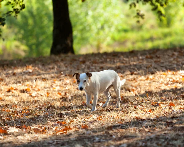 Jack Russell terrier otoño . — Foto de Stock