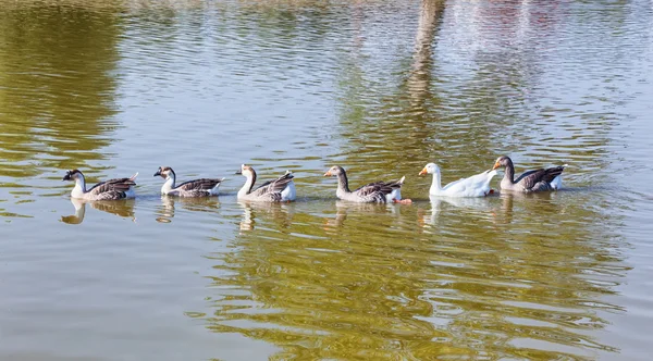 Gansos Greylag nadando en fila en el lago —  Fotos de Stock