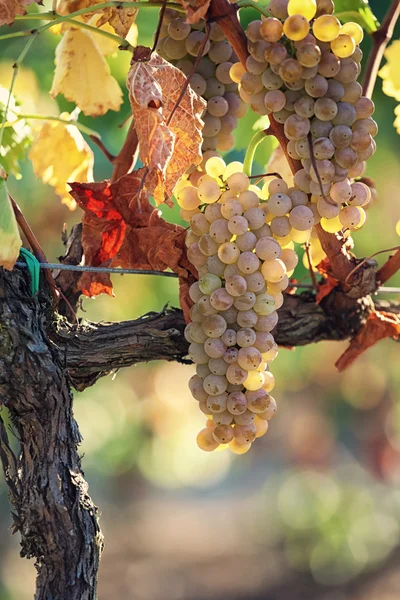 Close up of white grapes on the vineyard — Stock Photo, Image