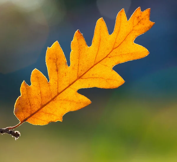 Macro de una hoja seca en otoño — Foto de Stock