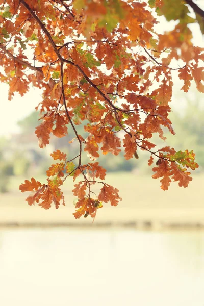 Hojas de otoño sobre el lago — Foto de Stock