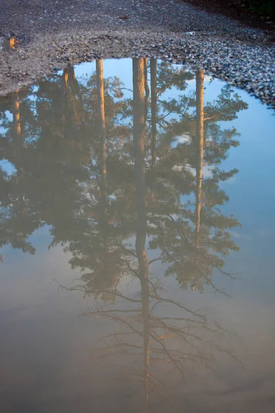 Reflex image of pine trees — Stock Photo, Image