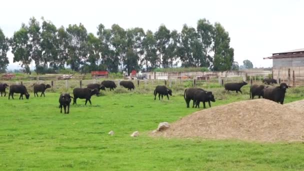 Buffaloes grazing in a green meadow in Italy. — Stock Video