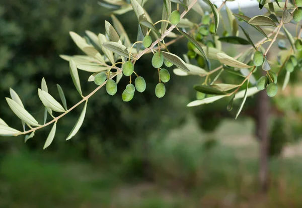 Ramo de azeitona com azeitonas toscanas — Fotografia de Stock