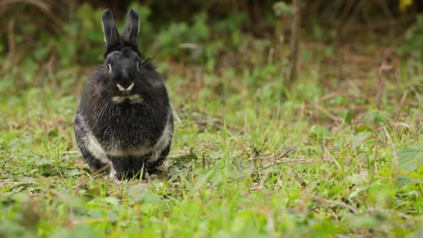 Portrait of cute black rabbit. — Stock Video