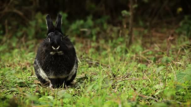 Porträt des niedlichen schwarzen Kaninchens. — Stockvideo