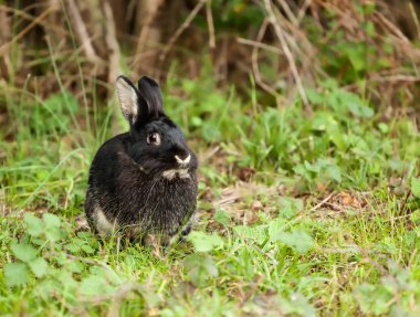 Sevimli siyah tavşan