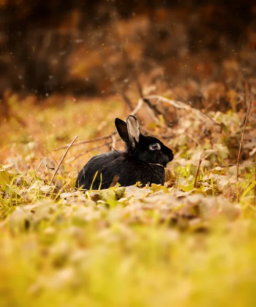 Conejo negro en otoño — Foto de Stock