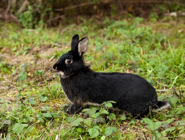 Conejo negro corriendo en el bosque . —  Fotos de Stock