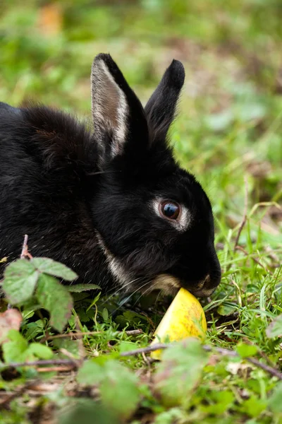 Černý králík jíst jablko. — Stock fotografie