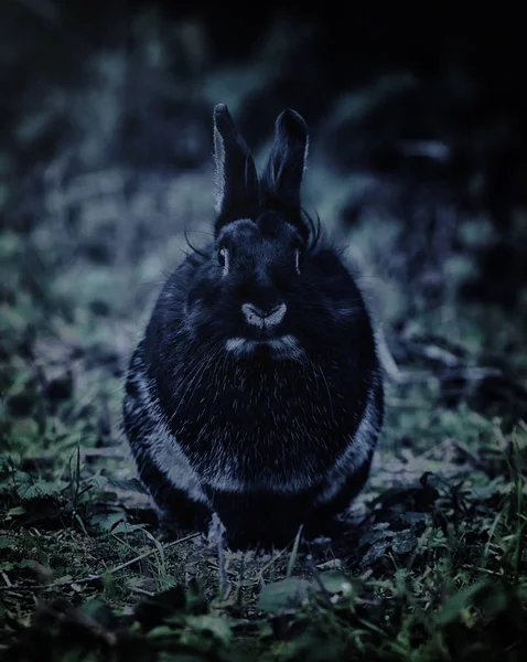 Schwarzes Kaninchen in der Nähe fotografiert — Stockfoto