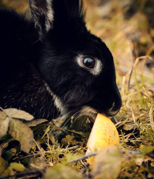 Coelho preto comendo uma maçã — Fotografia de Stock