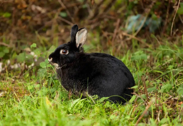 Ładny królik czarny — Zdjęcie stockowe
