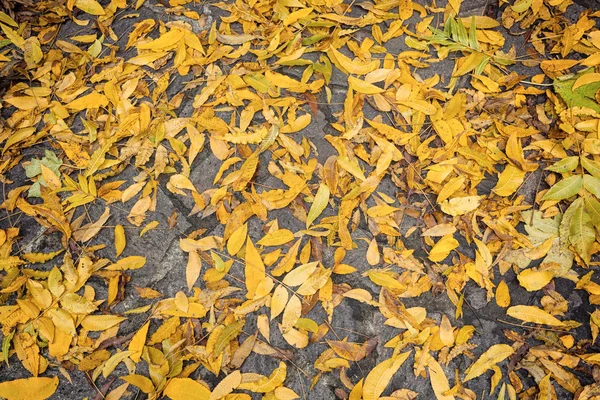 Вид Сверху Желтый Фон Опавших Листьев — стоковое фото