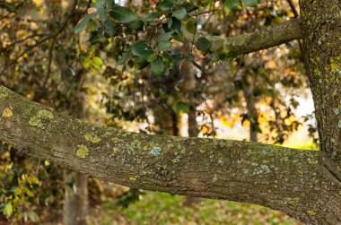 Doğal arka plan ile şube