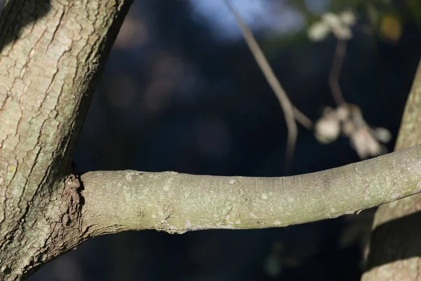 Tak met natuurlijke achtergrond — Stockfoto