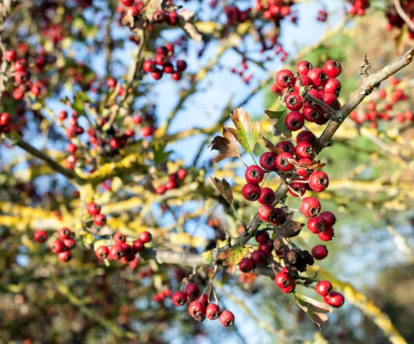 가을의 붉은 열매 — 스톡 사진