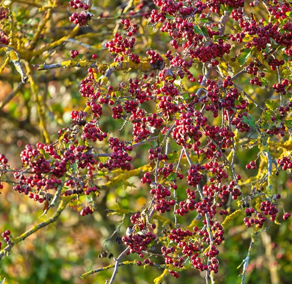 Primer Plano Bayas Rojas Una Planta Otoñal Rowan Tree — Foto de Stock