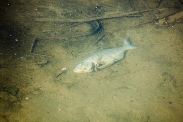 A dead fish in polluted water. — Stock Photo, Image