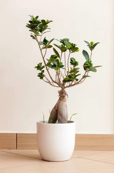 Bonsai ginseng eller ficus retusa — Stockfoto