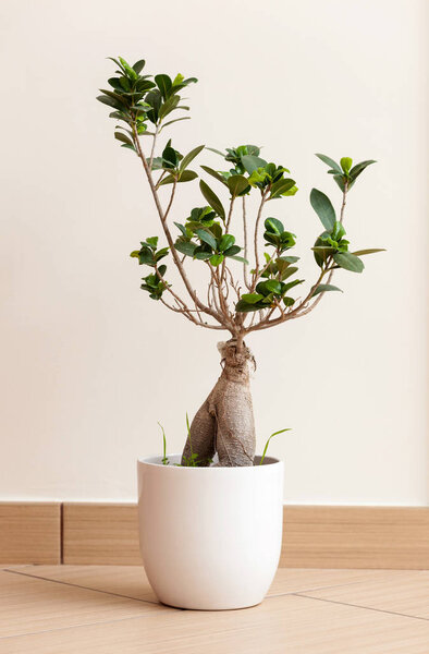 bonsai ginseng или ficus retusa
