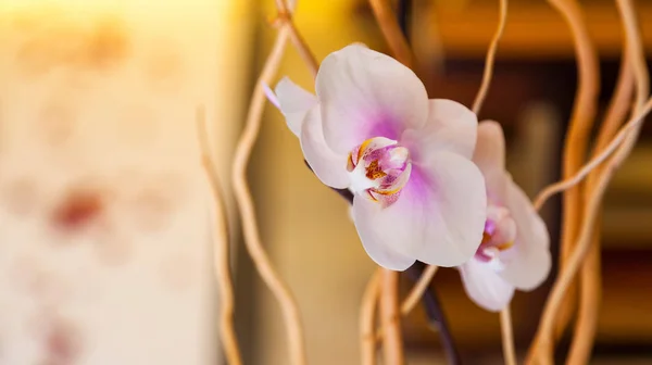 White orchid with decorations — Stock Photo, Image