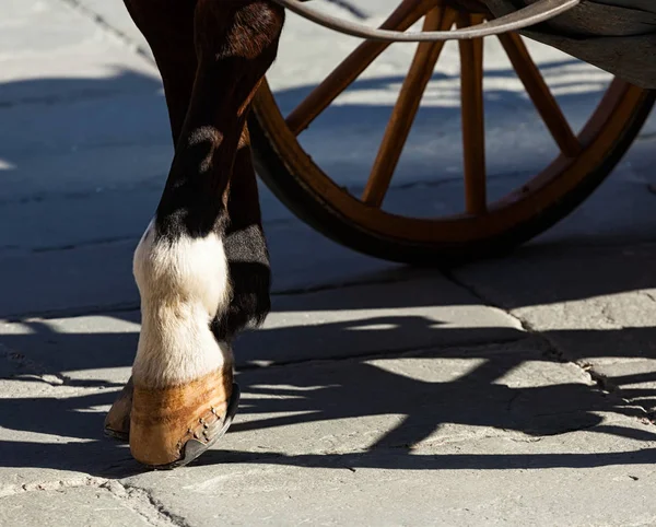 Paard hoeven op de tegels — Stockfoto