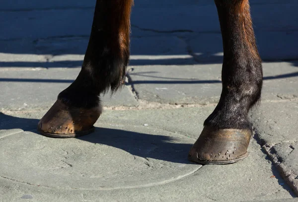 Horse hooves on the flagstones — Stock Photo, Image