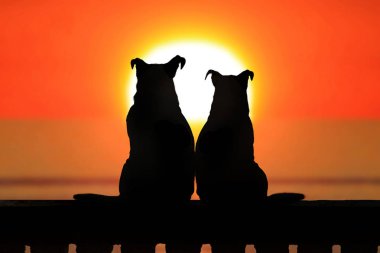 Birkaç gün batımında jack russell