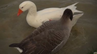 Kazlar havada uçan damla suya mücadele