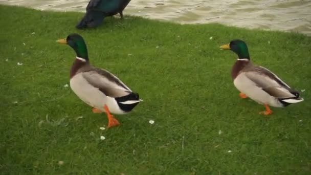Два дрейка малларда (Anas platyrhynchos) и утка, приближающаяся к траве — стоковое видео