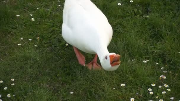 Einzelne weiße Gans auf dem grünen Gras — Stockvideo