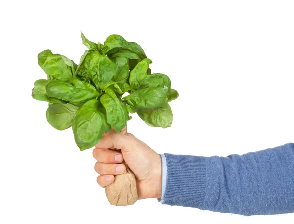 Uomo con bouquet di basilico in mano . — Foto Stock