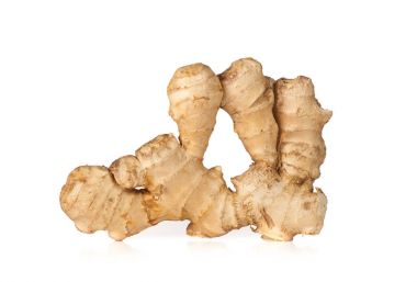 Kök zencefil, Zingiber officinalis.