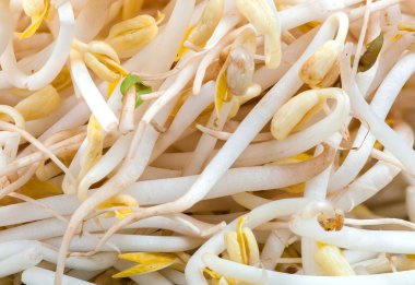 Fasulye filizi dokusuna