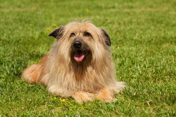 Lhasa Apso dog — Stock Photo, Image