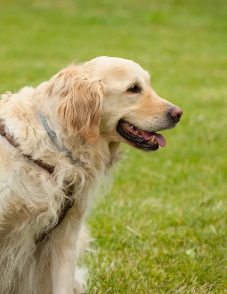 Retrato de golden retriever na grama verde . — Fotografia de Stock