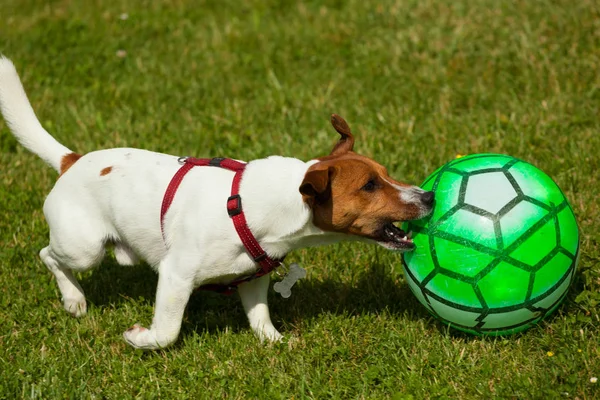 杰克罗素梗犬狗玩球 — 图库照片