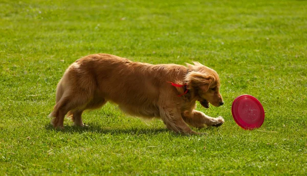 Hra chytání Frisbee zlatý retrívr — Stock fotografie