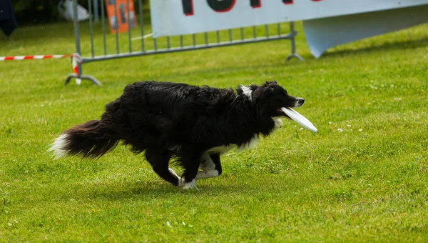 Border Collie perro con frisbee — Foto de Stock