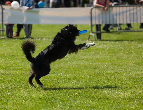 Confine cane Collie con frisbee — Foto Stock