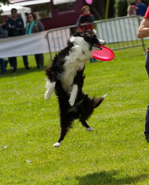 Gränsen Collie hund med frisbee — Stockfoto