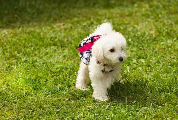 Roztomilý malý pudlík štěně pes. — Stock fotografie