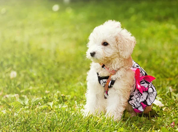 Carino piccolo cane cucciolo di barboncino . — Foto Stock