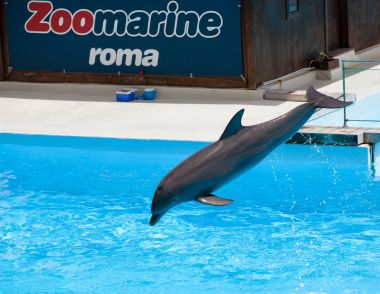 Zoomarine, Torvaianica, Roma su parkı.