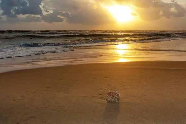 Pláž s mořskými houbami na pobřeží při západu slunce. — Stock fotografie