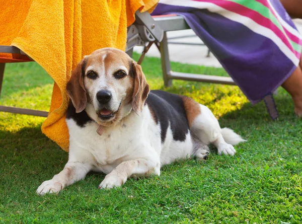 Portret van een volwassen Beagle hond — Stockfoto