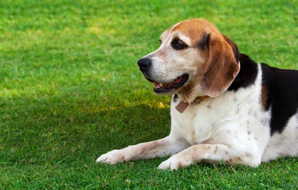 Retrato de um cão Beagle adulto — Fotografia de Stock